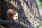 red squirrel