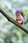 red squirrel