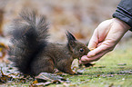 red squirrel