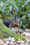 red squirrel