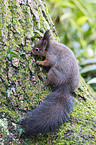 red squirrel