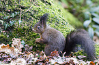 red squirrel