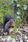 red squirrel