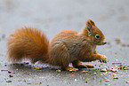 red squirrel