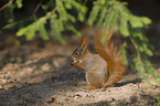 Eurasian red squirrel