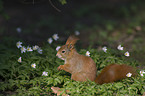 Eurasian red squirrel