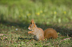 Eurasian red squirrel