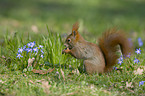 Eurasian red squirrel