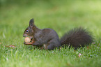 Eurasian red squirrel