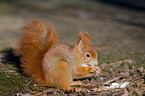 Eurasian red squirrel