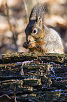 Eurasian red squirrel