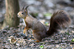 Eurasian red squirrel