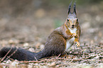 Eurasian red squirrel