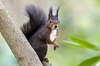 Eurasian red squirrel