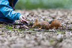 Eurasian red squirrel