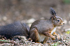 Eurasian red squirrel