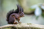 Eurasian red squirrel