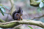 Eurasian red squirrel