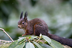 Eurasian red squirrel