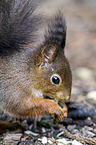 Eurasian red squirrel