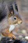 Eurasian red squirrel