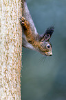 Eurasian red squirrel