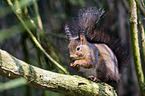 Eurasian red squirrel