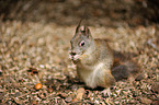 Eurasian red squirrel