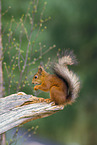 Eurasian red squirrel