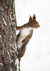 Eurasian red squirrel