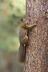 Eurasian red squirrel