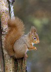 Eurasian red squirrel