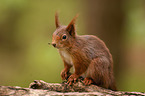 Eurasian red squirrel