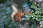 Eurasian red squirrel