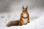 Eurasian red squirrel