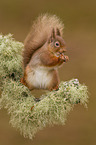 Eurasian red squirrel