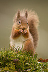 Eurasian red squirrel