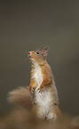 Eurasian red squirrel