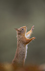 Eurasian red squirrel