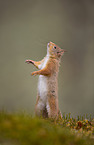 Eurasian red squirrel