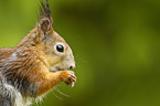 Eurasian red squirrel