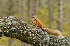 Eurasian red squirrel