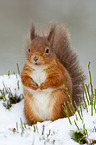 Eurasian red squirrel