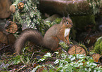 Eurasian red squirrel