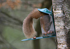 Eurasian red squirrel