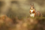 Eurasian red squirrel