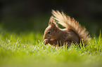 Eurasian red squirrel