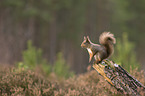 Eurasian red squirrel