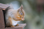 Eurasian red squirrel