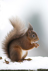 Eurasian red squirrel